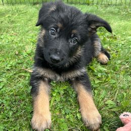 Porky - Black and tan female German Shepherd puppy in New Holstein, Wisconsin from Bolwerk’s 3B Acres