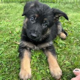 Porky - Black and tan female German Shepherd puppy in New Holstein, Wisconsin from Bolwerk’s 3B Acres
