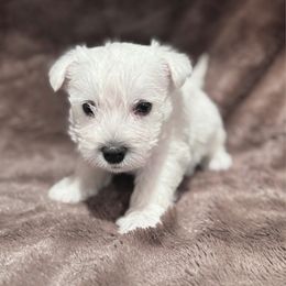 Girl 2 - White female West Highland White Terrier puppy in Scurry, Texas from Karen Williams's West Highland White Terriers & Pembroke Welsh Corgis
