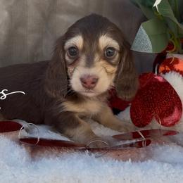 Lily - Chocolate and cream female Dachshund puppy in Desloge, Missouri from Snows Doxies