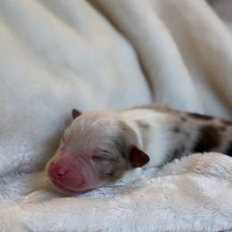 Fisher AKC - Red merle male Australian Shepherd puppy in Polk City, Florida from Skaky Shepherds
