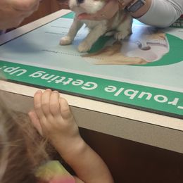 Cavalier King Charles Spaniel Puppies from Grace Cavalier Kingdom