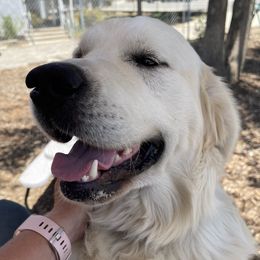 Eros - Golden Retriever