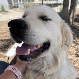 Eros - Golden Retriever