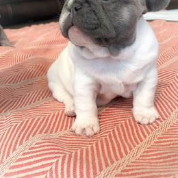 French Bulldog Puppies from Frenchies Of Central Oregon
