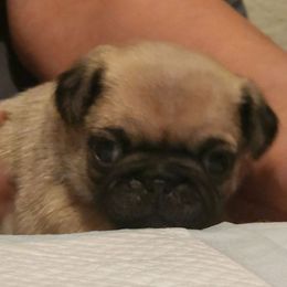 Purple Collar Girl - Fawn female Pug puppy in New Braunfels, Texas from Kex Pug Haus