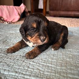Summer - Tri-color female Bernedoodle puppy in Newkirk, Oklahoma from Dirty Dogs Doodles