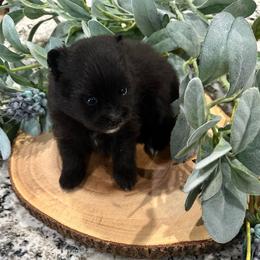 Huck - Black male Pomeranian puppy in Lyons, Georgia from Its a Poms Life Kennel
