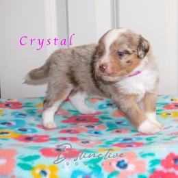 Crystal - Red merle female Aussiedoodle puppy in Kennesaw, Georgia from Distinctive Doodle