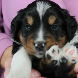 Sugar BTF3 - Black tri female Miniature Australian Shepherd puppy in Elgin, Oregon from LongMile Aussies