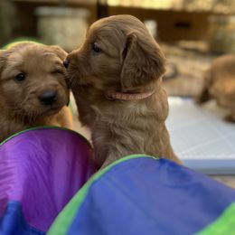 Golden Retriever Puppies from Golden Wiggle Retrievers