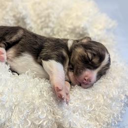 Australian Shepherd Puppies from Firelight Australian Shepherds