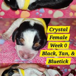 Crystal-Yellow-Female - Black tan and bluetick female Beagle puppy in Bemidji, Minnesota from Nse Farms Beagles