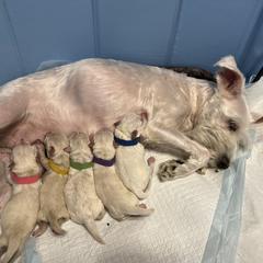 Miniature Schnauzer Puppies from Luxe's Pups
