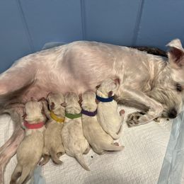 Miniature Schnauzer Puppies from Luxe's Pups