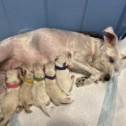 Miniature Schnauzer Puppies from Luxe's Pups