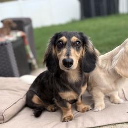 LeBron - Black and cream male Dachshund puppy in Venice, Florida from JD’s Weiner-Wonderland