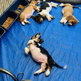 Basset Hound Puppies from S&G's Bassets