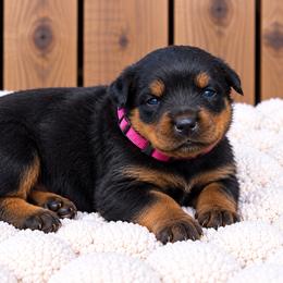 Pink collar - Black and mahogany female Rottweiler puppy in Industry, Illinois from KDKs Kennels