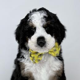 Hive - Tri-color male Bernedoodle puppy in Fleming, Colorado from Vandenbark Doodles