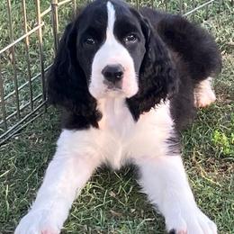 Benny - Black and white male English Springer Spaniel puppy in California from Pridemark