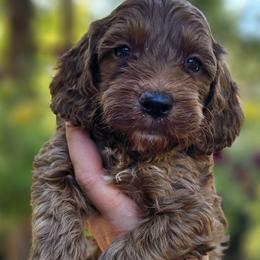 Tate - Red and white male Cockapoo puppy in Mocksville, North Carolina from Hunting Creek Kennels & Farm