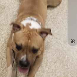 Torc - American Staffordshire Terrier