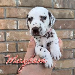 Mayhem - HUA - White and liver brown female Dalmatian puppy in Mount Vernon, Missouri from Spots & Spirals