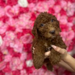 Pink collar - Red  female Goldendoodle puppy in Bakersfield, California from Cisneros Goldendoodles