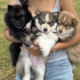 Pomsky puppies from Bowtique Pomskies