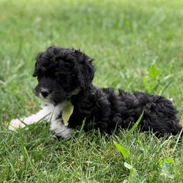 Aussiedoodle Puppies from Backyard Doodles