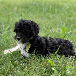 Aussiedoodle Puppies from Backyard Doodles