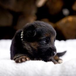 Elton - Black and red male German Shepherd puppy in Youngsville, North Carolina from Di casa Esperanza