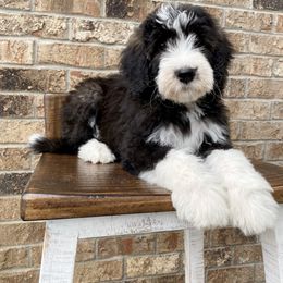 Bernedoodle Puppies from Mountain Top Doodles