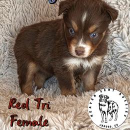 Trudy - Red tri female Toy Australian Shepherd puppy in Jaroso, Colorado from Heaven Sent Aussies