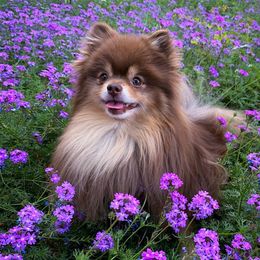 Everest - Pomeranian