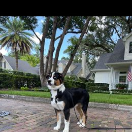 Australian Shepherd All Grown Up from Raven Creek Farms