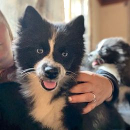 Nova - Black and white female Pomsky puppy in Ravena, New York from Osiris’s Siberians & Pomskies