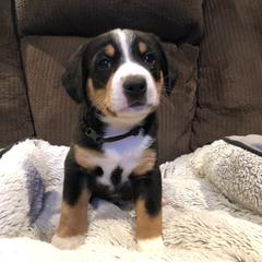 Entlebucher Mountain Dog Puppies from Excel-Entlebuchers