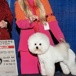 Bichon Frises and Poodles from Amber's Bichon Frise and Poodles