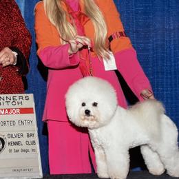 Bichon Frises and Poodles from Amber's Bichon Frise and Poodles