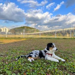 Australian Shepherd Puppies from Hawaii Australian Shepherds