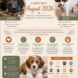 Goldendoodle puppies from Golden B Acres