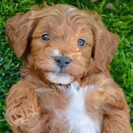 Bernedoodles, Goldendoodles, Poodles, and Sheepadoodles from Dapper Doodle Pups