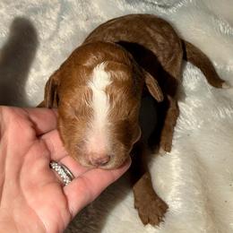 Girl 1 - Red  female Goldendoodle puppy in Spring Hill, Florida from Ohana Doodles x Frenchies