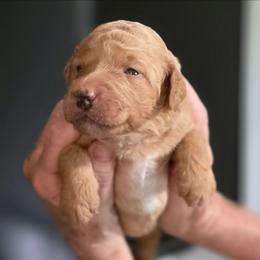 Sandy - Yellow and white female Bernedoodle puppy in Mc Gaheysville, Virginia from Doting Doodles