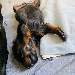Doberman Pinscher Puppies from TeatreeDoberman