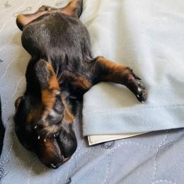 Doberman Pinscher Puppies from TeatreeDoberman