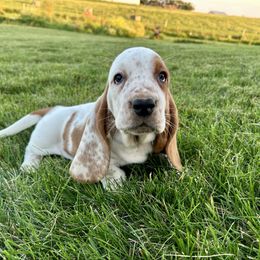 BB4 - Red and white male Basset Hound puppy in Britton, South Dakota from K&S Canines
