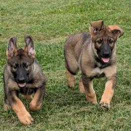 German Shepherd puppies from Von der Mueller-Hof